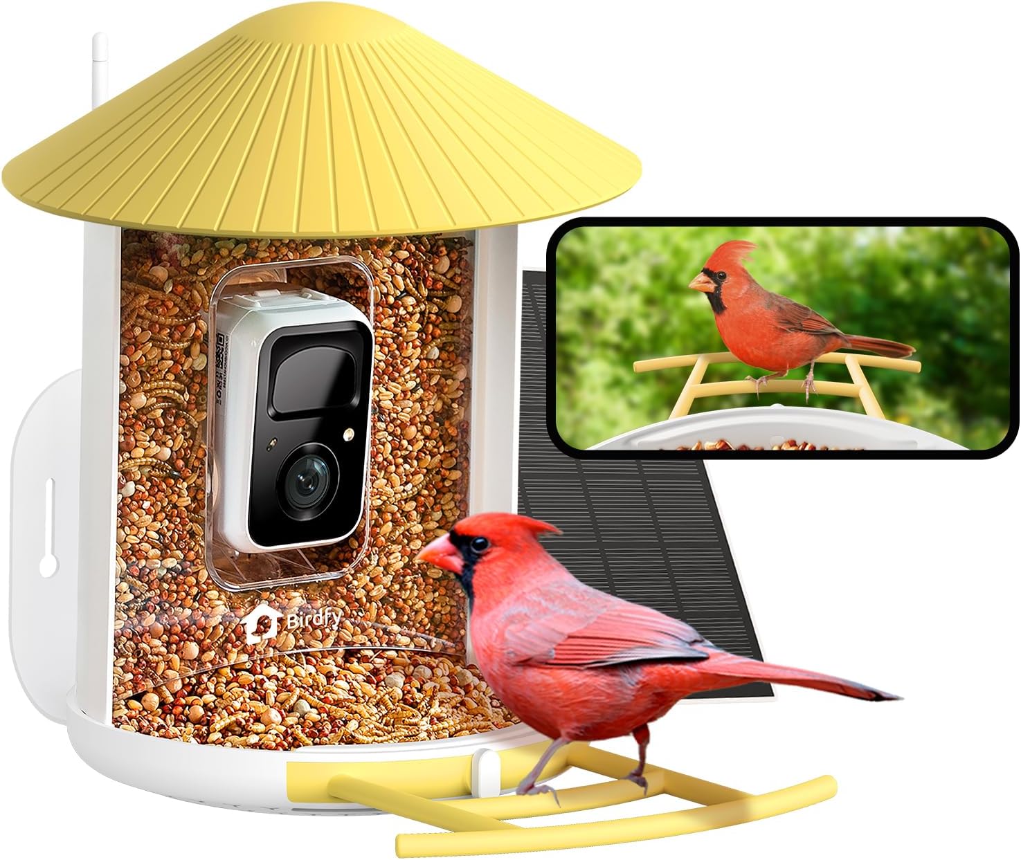 Birdfy capturing a colorful bird visit